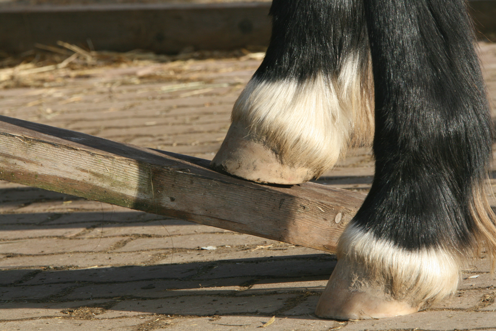 Beim Strecktest wird das Pferdebein auf ein Brett gestellt, dessen Ende angehoben wird. Sobald die Trachten zu schweben beginnen, ist die maximale Streckfähigkeit der Beugesehnen erreicht.