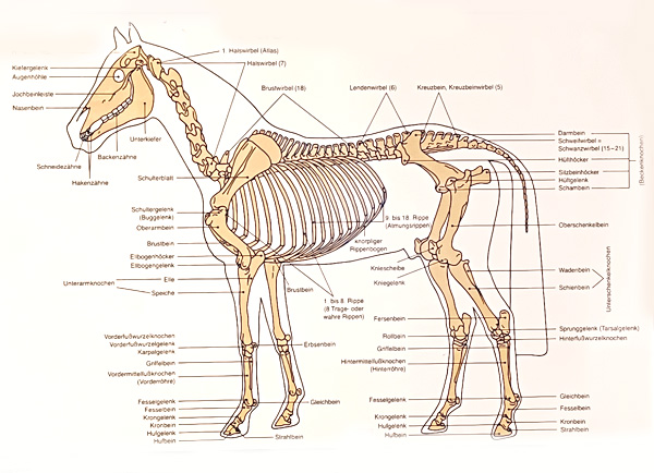 Anatomiewissen ist eine wichtige Grundlage für Pferdebesitzer.