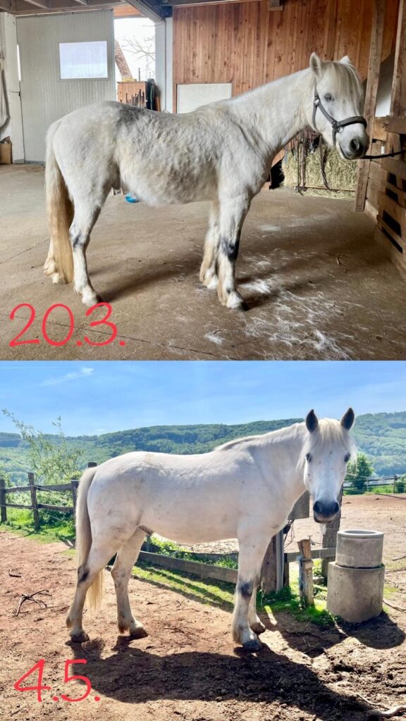 Pferd vor und nach einer Behandlung gegen Magengeschwüre