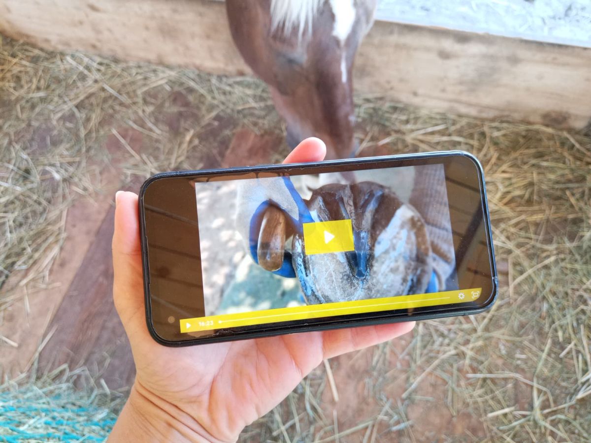Online-Kurs am Handy mit in den Stall nehmen